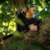 Malpa kapucinska - Cebus capucinus - White-headed Capuchin o0342